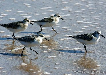 Four birds walking on the beach near water.